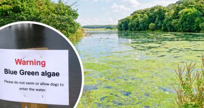 Vets issue warning following spike in blue-green algae reports